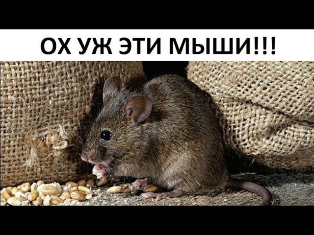 Методы борьбы с мышами.