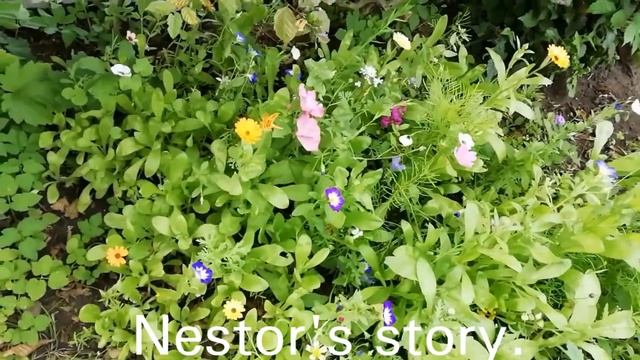 424. Nestor's story.