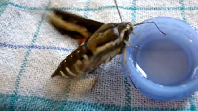 Hyles gallii feeding on sugarwater (bedstraw hawk-moth feeding) (Labkrautschwärmer Fütterung)