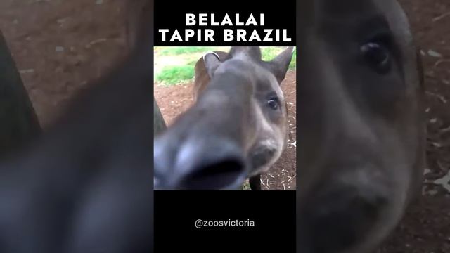 Belalai snorkel Tapir Brazil #shorts #animals #viral #tapir #brazil