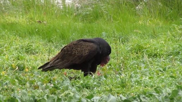 Sępnik różowogłowy. Turkey vulture. Avvoltoio collorosso. Urubu-de-cabeça-vermelha. Гриф-индейка.