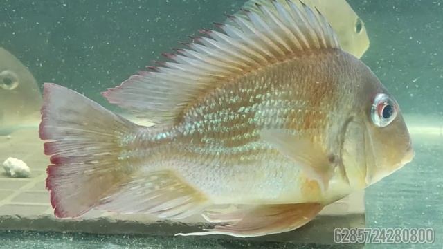 Cichlid-Geophagus winemilleri