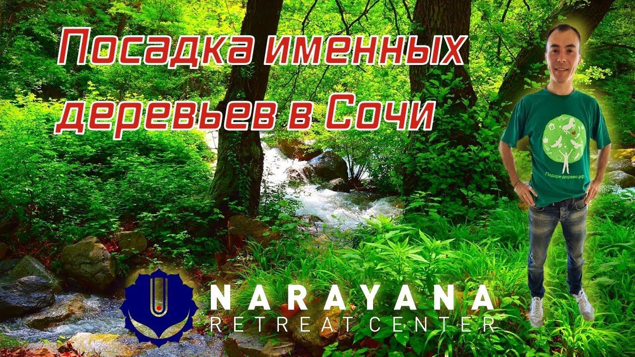 Посадка именных деревьев в Сочи Narayana.center #ВениаминТкачук