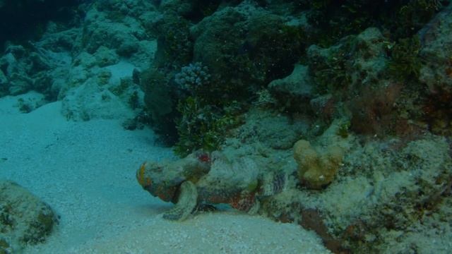 Walking Scorpion Fish