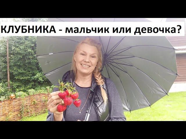 Клубника - мальчик или девочка?