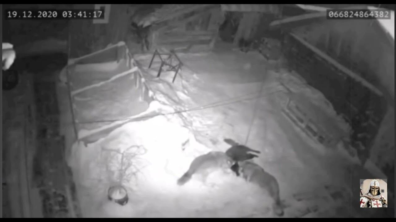 Нападение волков на собаку. Слабонервным не смотреть! Wolves attack on a dog