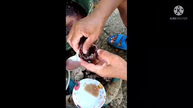 how to eat long-spined black sea urchin(toyom)