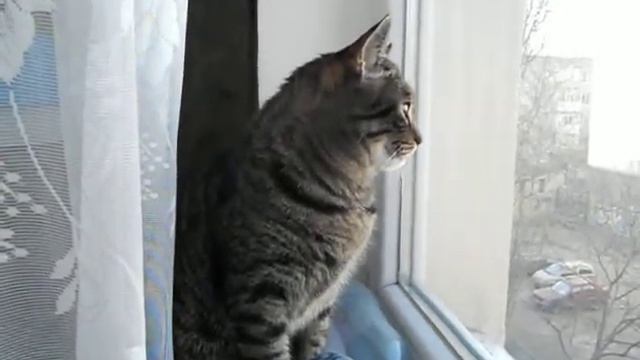 My cat chirping and chattering at birds / Кот разговаривает с птицами