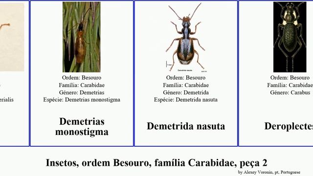 Insetos, ordem Besouro, família Carabidae, peça 2 mecodema dasiosoma catascopus carabus insect dux