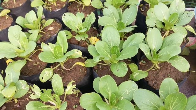 No need for a garden - grow bok choy in a plastic bag