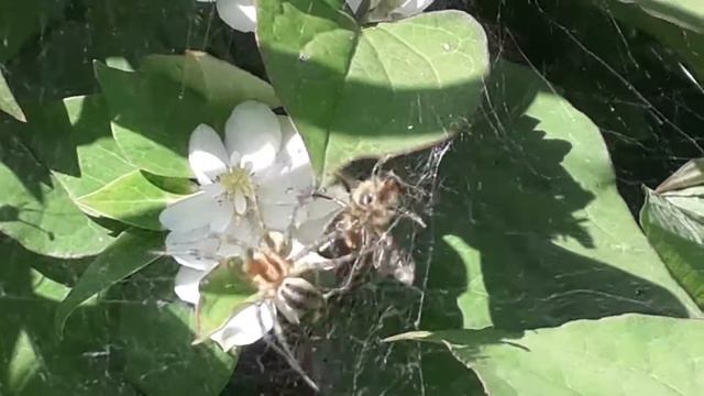 Gewone doolhofspin - Agelena labyrinthica valt bij aan