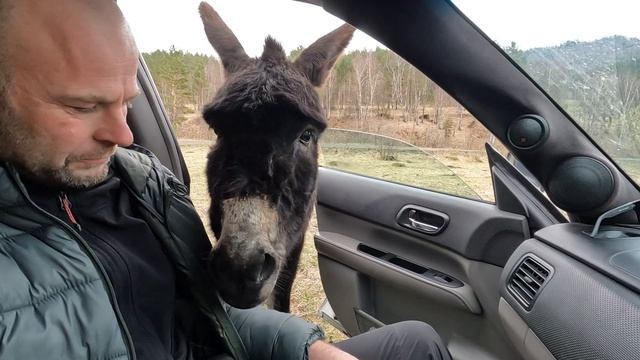 Осел и сникерс