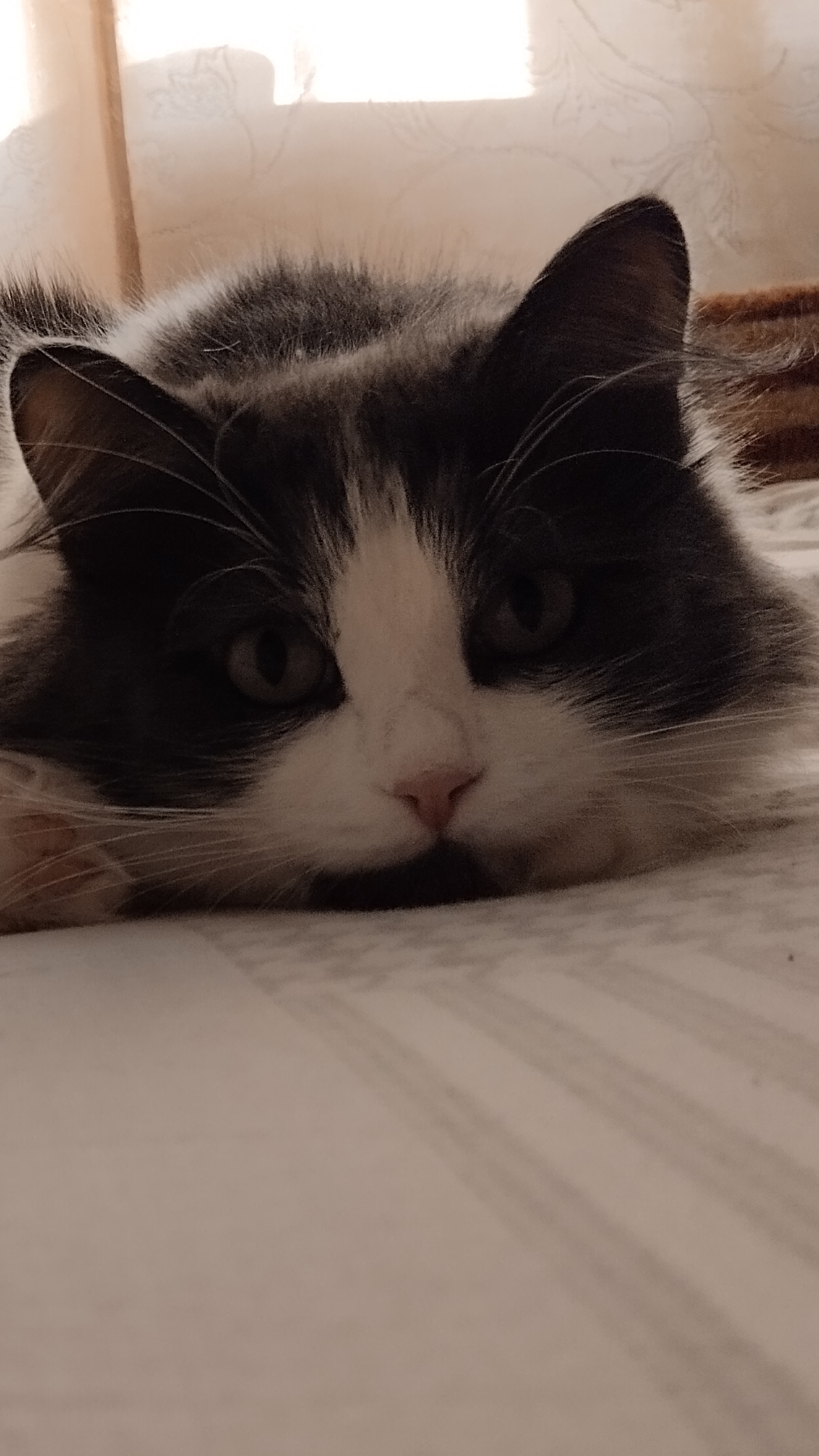Сибирский кот мурчит