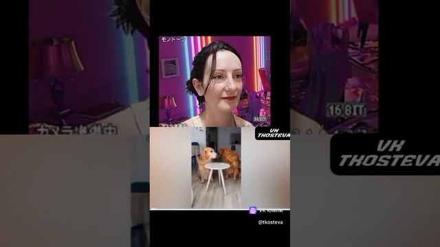 Приколы животные ютуб