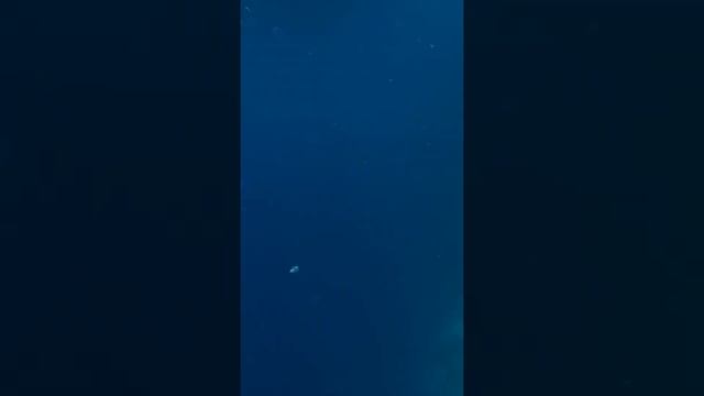 Египет 🇪🇬 2019, дайвинг