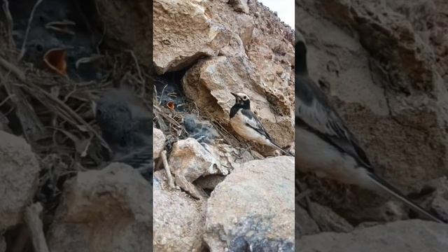 THE WHITE-BROWED WAGTAIL NEST ON THE ROOS🦜