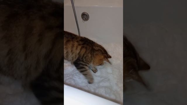 У нас было два пакета снега и два кота...
#всемкота #хвостатыесоседи