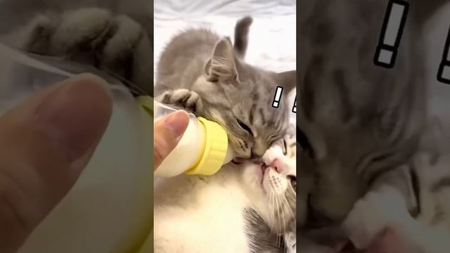 Cute And Funny 😹 Cat