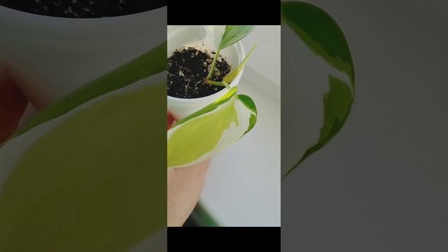 Филодендрон медиопикта триколор 🌱