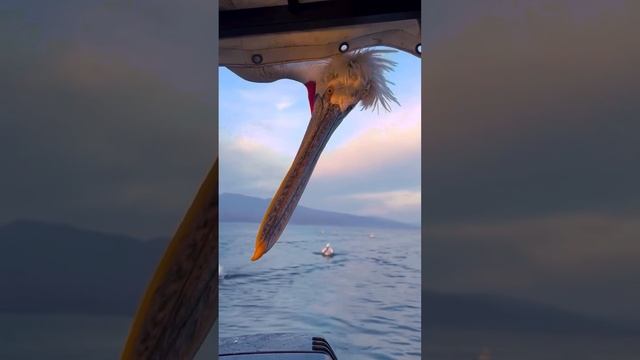 Нападение птицы