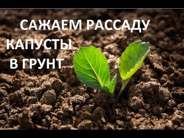 Сажаем рассаду капусты в грунт.