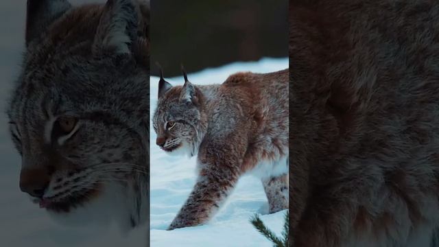 Приближается Год Рыси! 
Прогноз по ссылке в комментариях