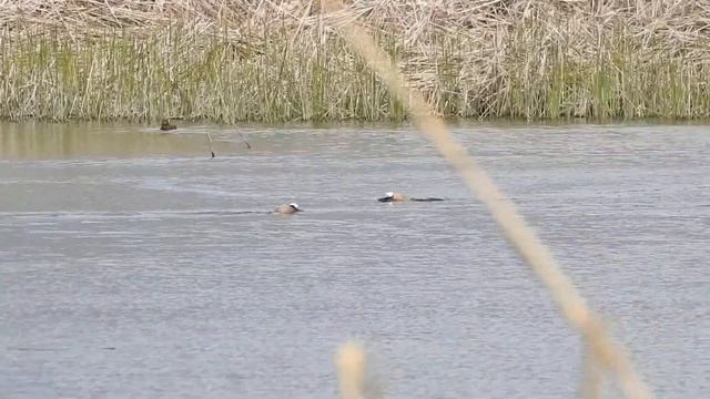 White-headed Duck and other waterfowl in Armash Wetlands