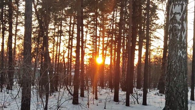 Закат 🌅 через деревья: астрономические данные этого дня 15 января. Период солнечных спокойных дней