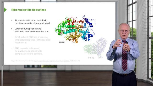 09. Deoxyribonucleotide Synthesis and Ribonucleotide Reductase