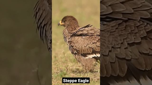 The Majestic Steppe Eagel.. #shorts #shortsfeed #shortsvideo #shortsyoutube #eagles #birds #short