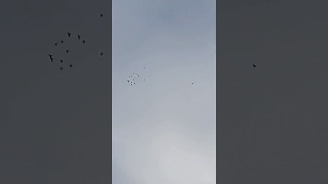 Голуби бакинские 8918 738 94 03