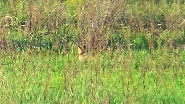 Кто не срятался,я не виноват!