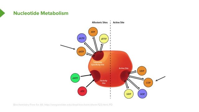 10. Nucleotide Metabolism and Thymidine Metabolism