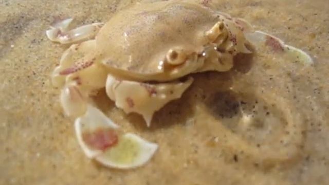 Playing with a crab, Karon Beach, Phuket, Thailand