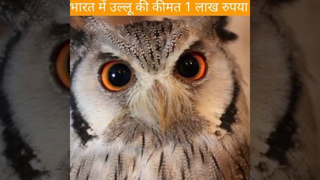 भारत 🤔 में एक उल्लू की कीमत 1 लाख रुपया 😱 #shorts #F2gyan #ullu #owl #viral_shorts