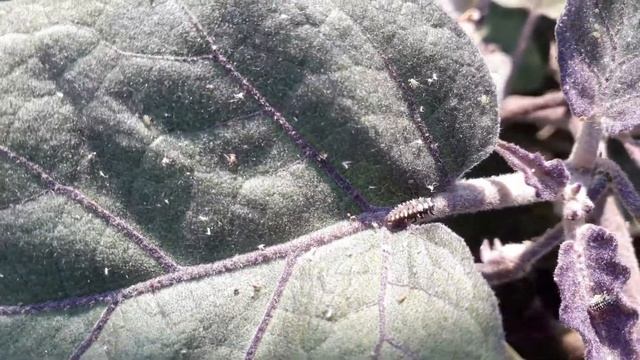 Grub of lady bird beetle