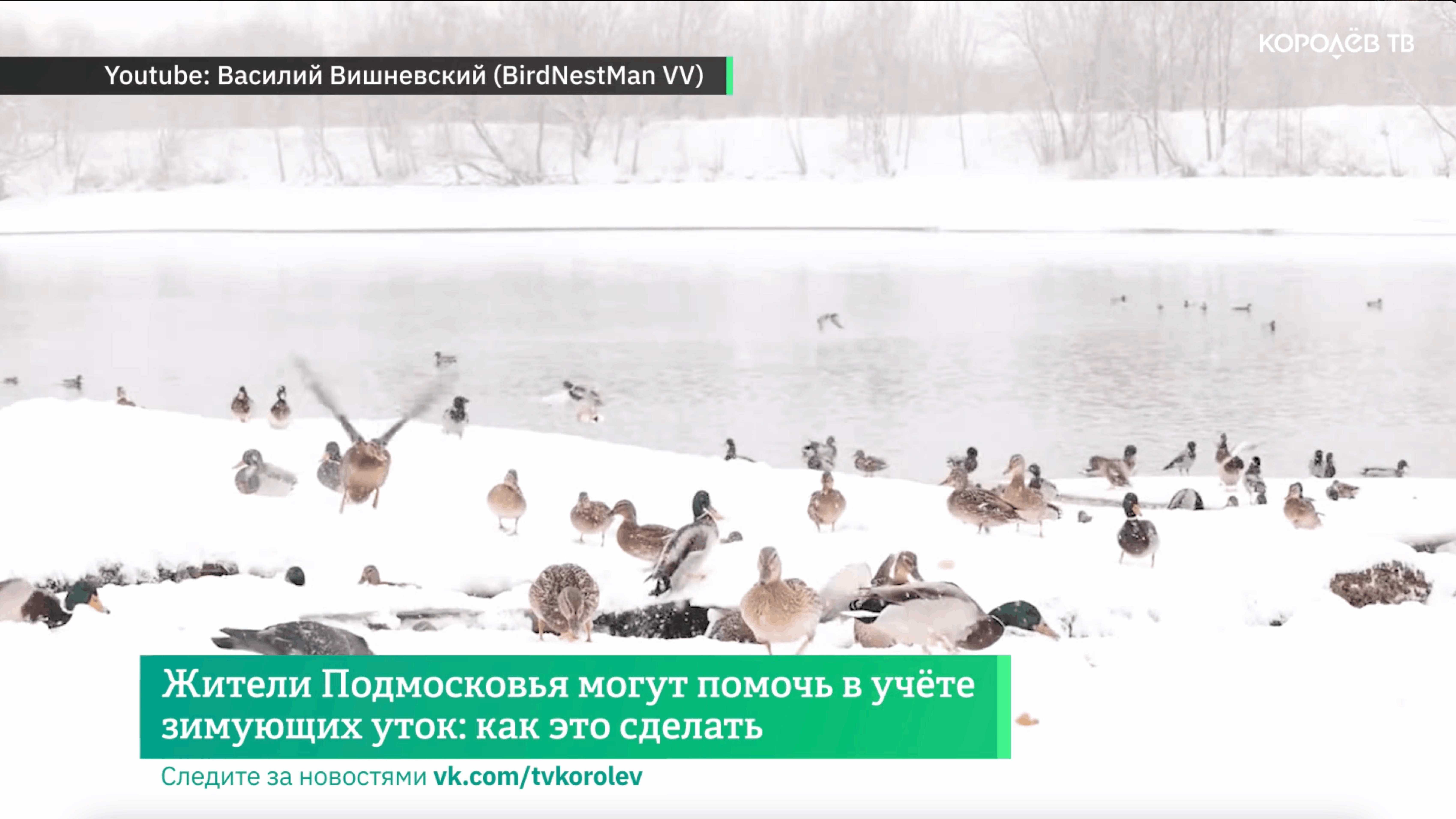 Жители Подмосковья могут помочь в учёте зимующих уток: как это сделать