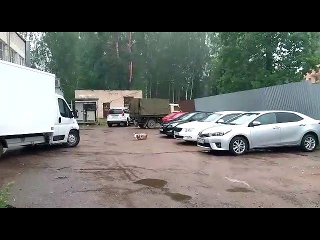 Приколы про животных