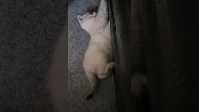 1000036367.mp4