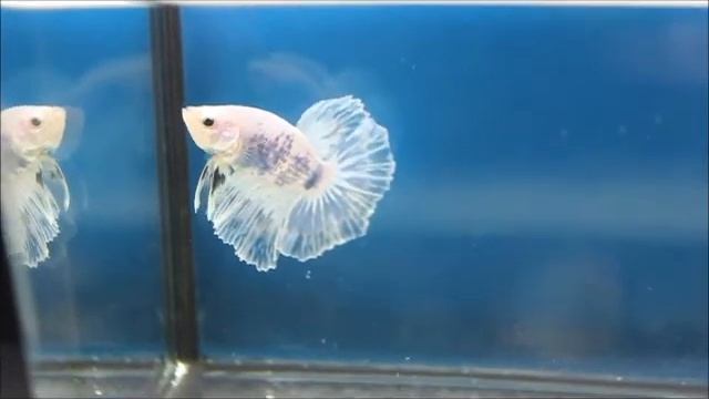 Betta Halfmoon Fancy_17.07.17