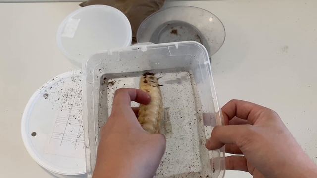 Goliath Beetle Larvae Pupation Process (The How To)