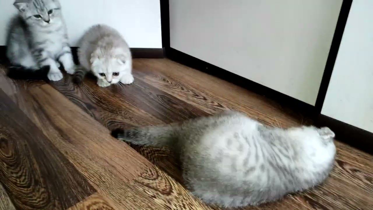 Котята Шотландские