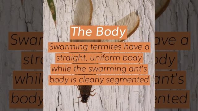 Swarming Termites vs Swarming Ants