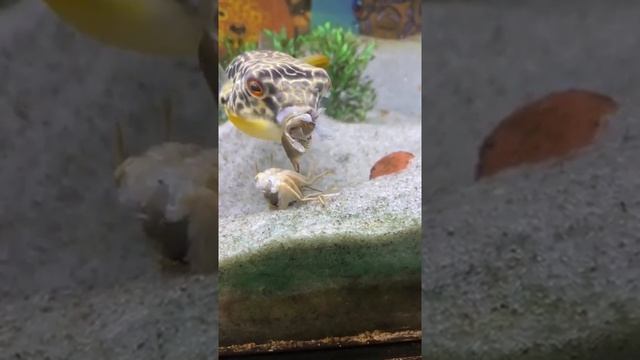 puffer fish eating food | Live Feeding #short 37 #pufferfish