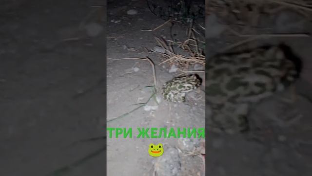 ЗДРАВСТВУЙ,МИЛАЯ ЛЯГУШКА)))