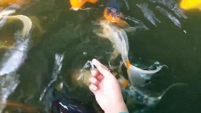 Playing with my koi | Petting koi | Koi pond