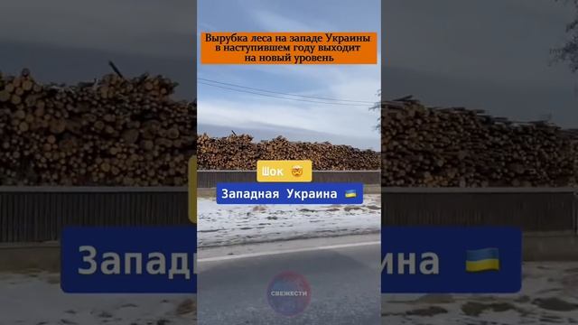 Вырубка леса на западе Украины в наступившем году выходит на новый уровень