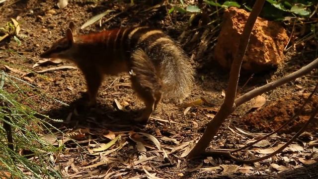 Numbat showing long tongue