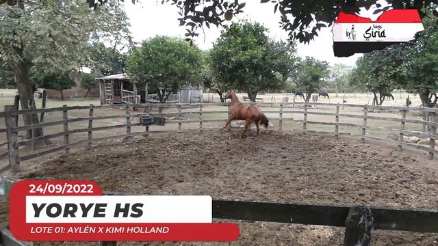 LOTE 01   YORYE HS