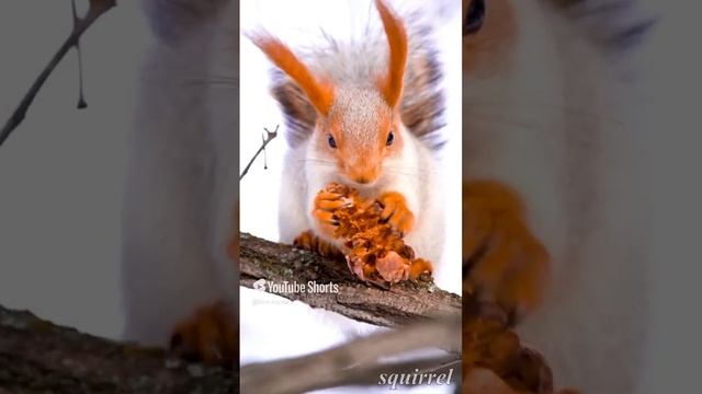 Lounge Lion-ivanish Squirrel  #lion-ivanish#music#enlightenment#squirrel